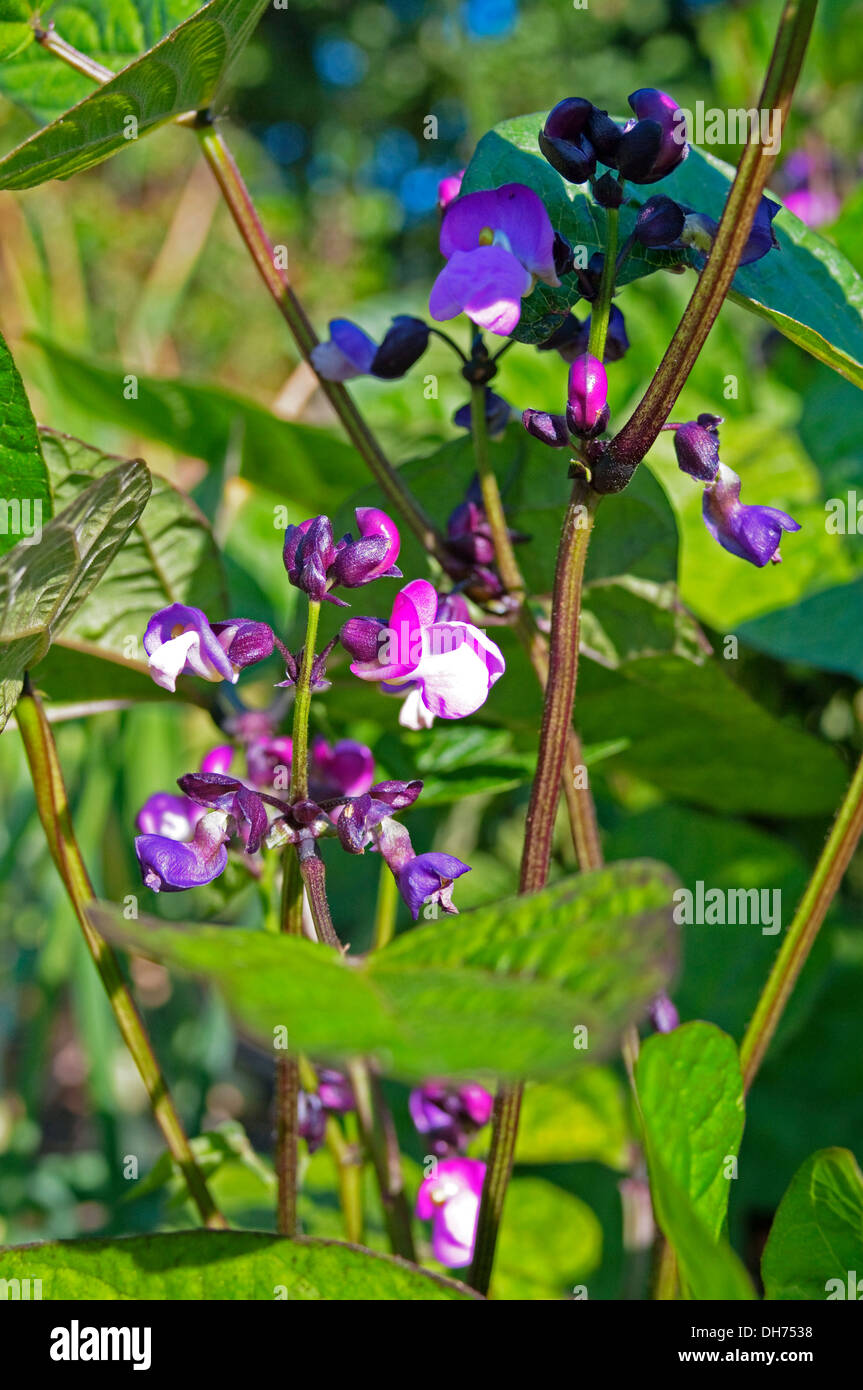Nahaufnahme der Zwerg Französisch Bohne "Purple Queen" Pflanze blüht im Sommersonnenschein im Gemüsegarten, England UK Stockfoto