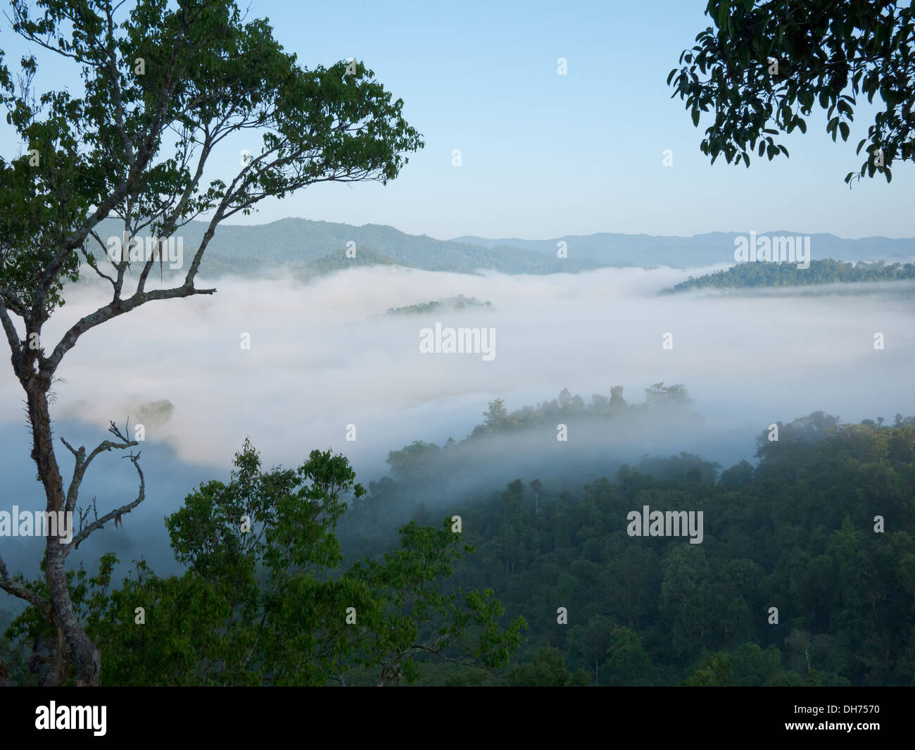 Die nebligen, nebligen Regenwald in Bokeo Naturschutzgebiet von einem Baumhaus in The Gibbon Experience in der Nähe von Huay Xai, Laos gesehen. Stockfoto