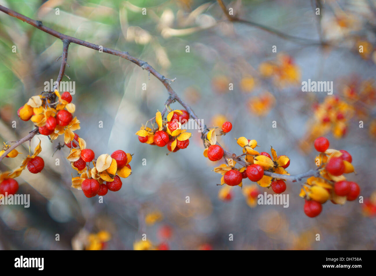 Chinesische Bittersweet Oriental Bittersweet Herbst Früchte Beeren hautnah Celastrus orbiculatus Stockfoto