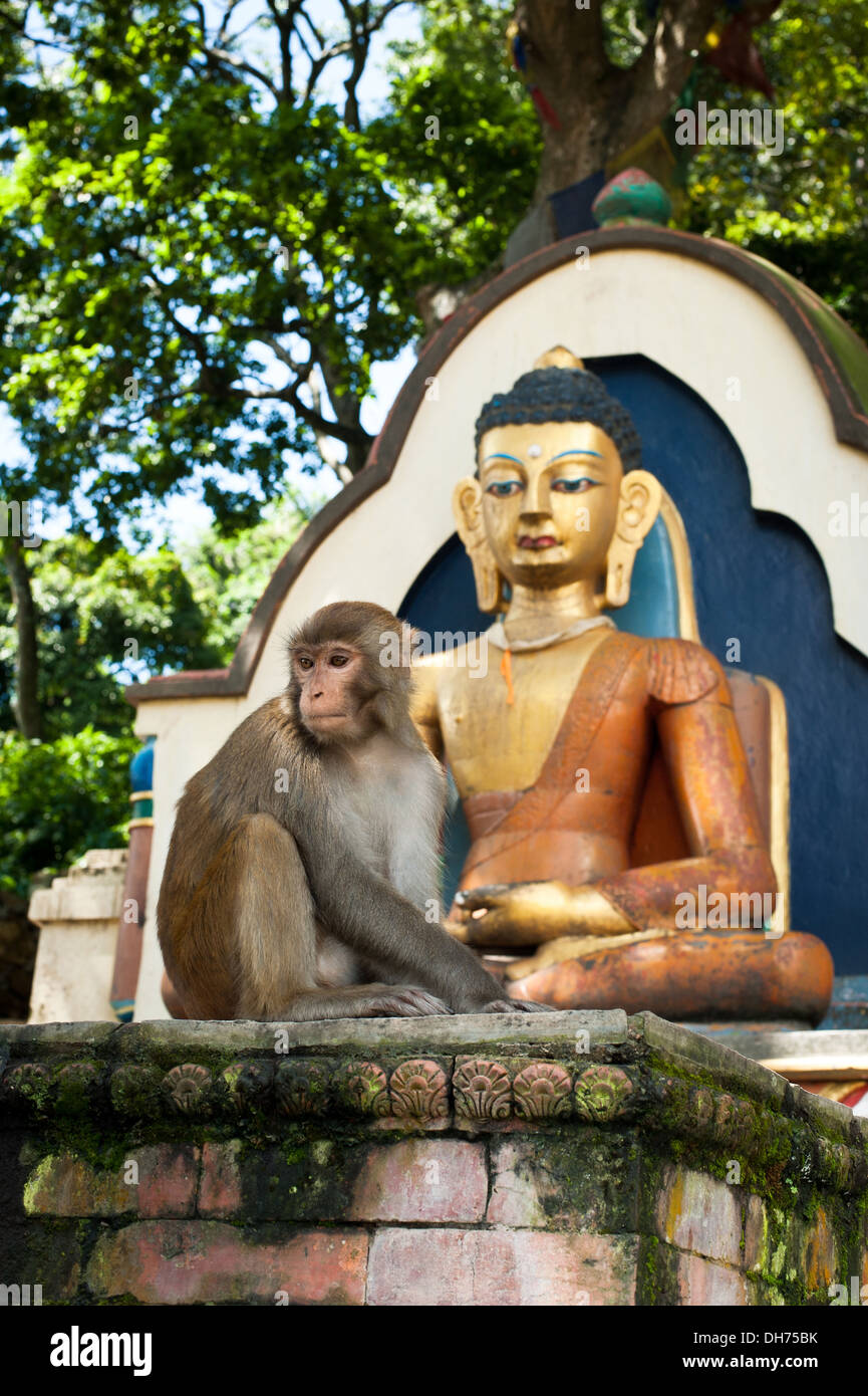 Affe sitzt in der Nähe von Buddha-Statue im buddhistischen Schrein Swayambhunath Stupa. Affentempel. Nepal, Kathmandu Stockfoto