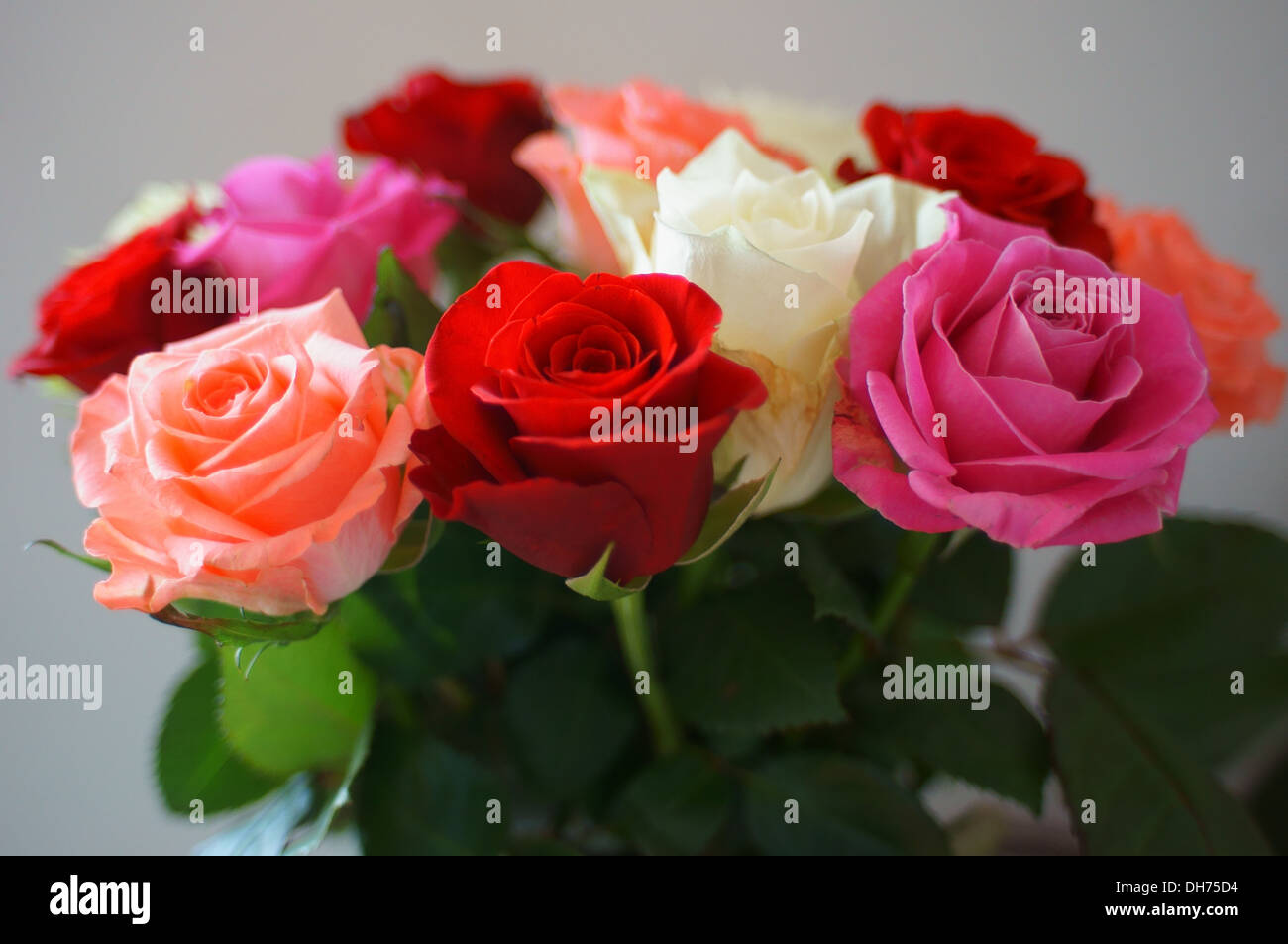 Rosenstrauss rosa rot weiße und violette Stockfoto