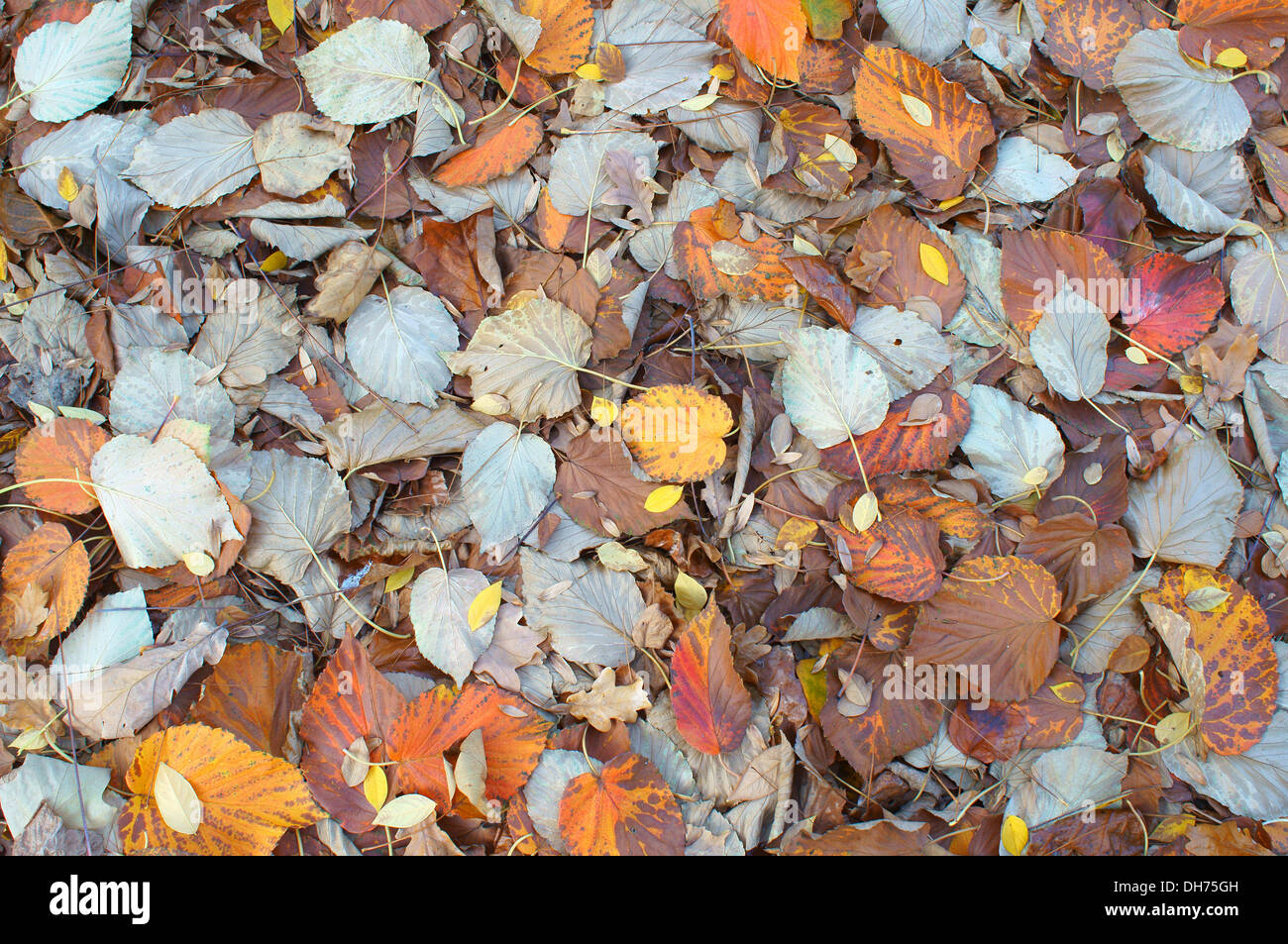 Mehrfarbige Blätter der Taschentuch Baum Davidia Involucrata gefallen Stockfoto