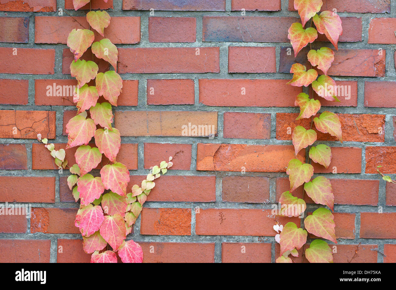 Im Herbst rot gelb Schlingpflanze auf der Mauer Stockfoto