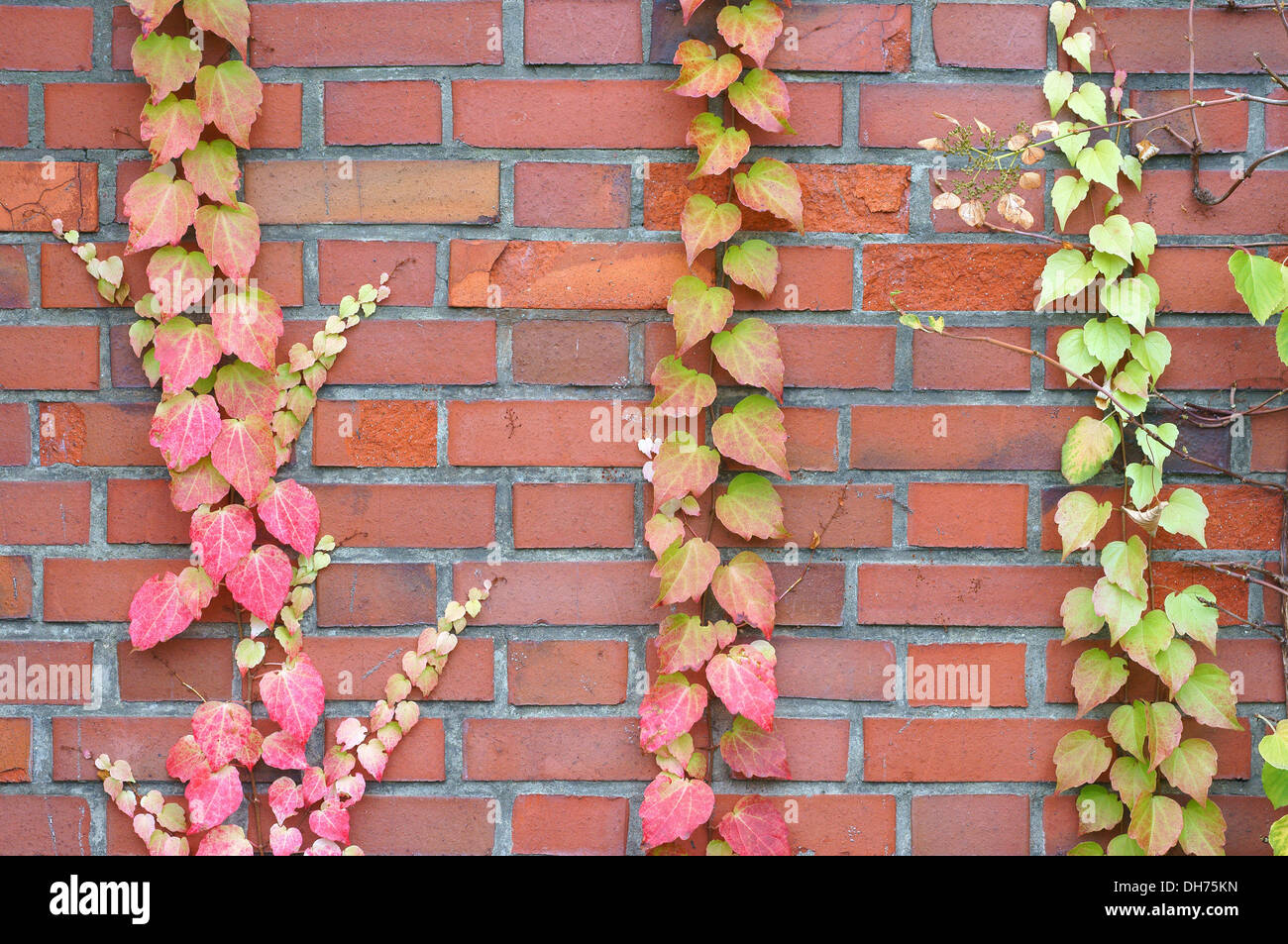 Im Herbst rot gelb Schlingpflanze auf der Mauer Stockfoto