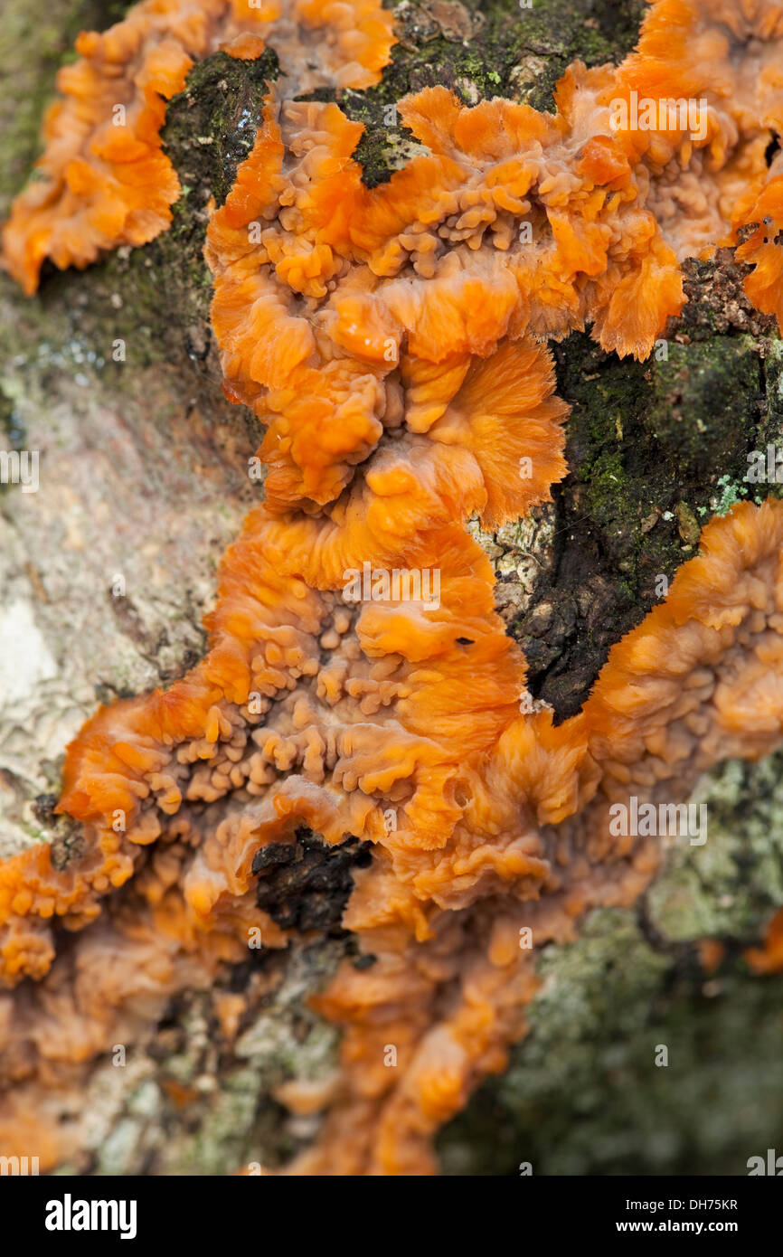 Orange Pilz am Stamm Birken im Wald Stockfoto