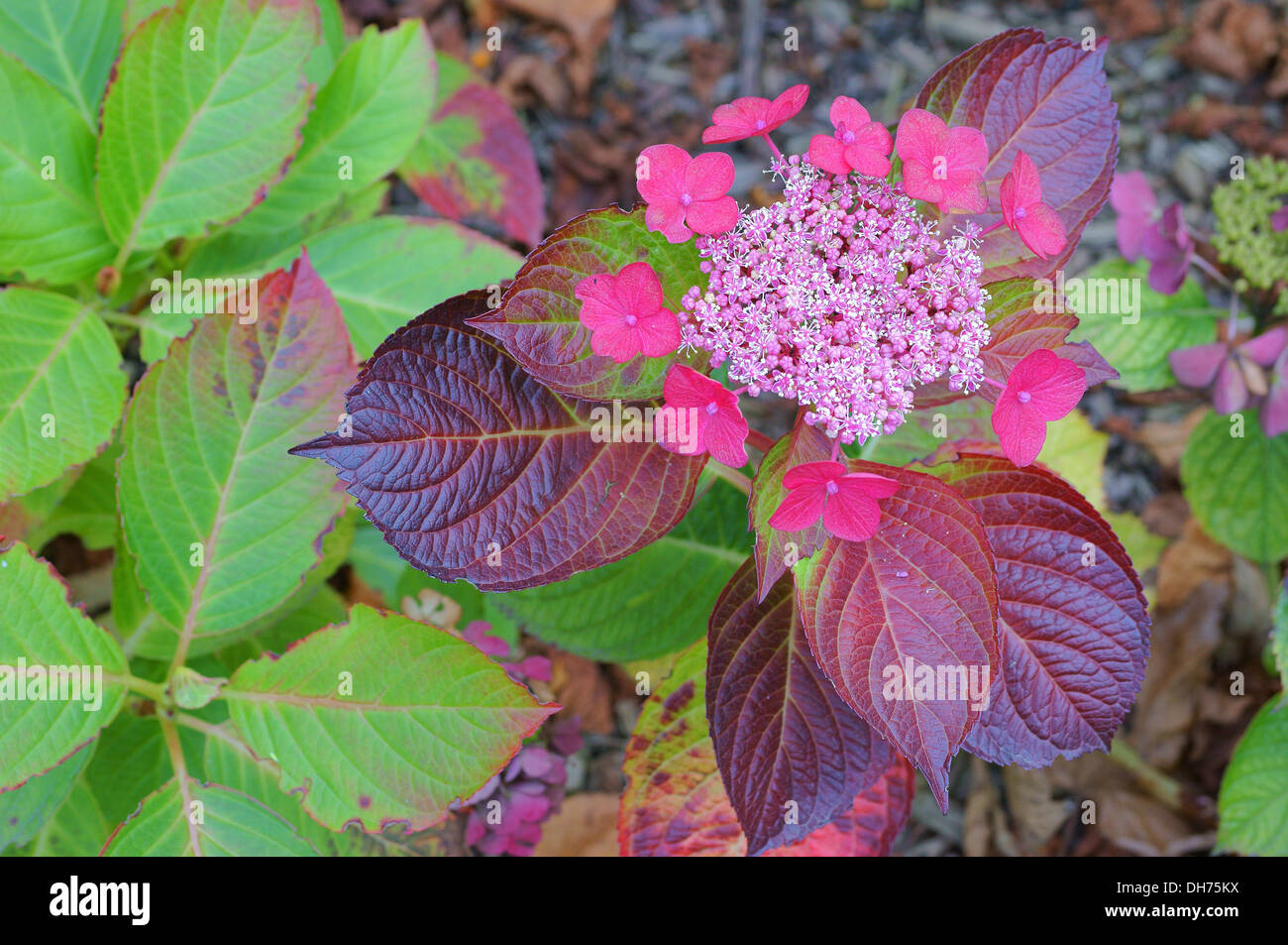 Späten Herbst Rosa Hortensie Blumen und lila Blätter Stockfoto