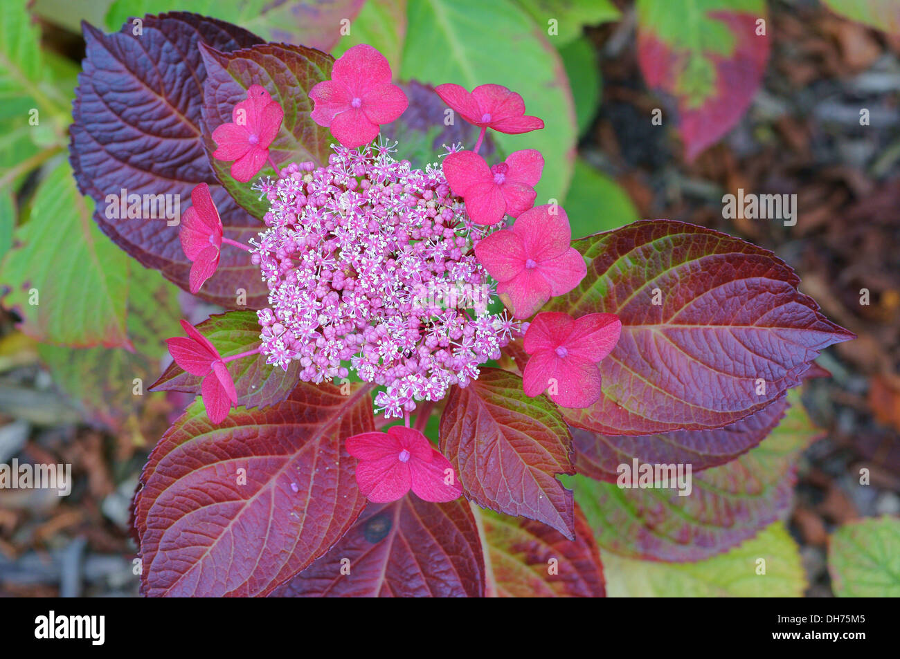 Späten Herbst Rosa Hortensie Blumen und lila Blätter Stockfoto