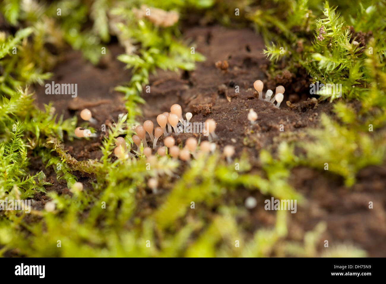 kleiner Pilz (Hemitrichia Calyculata) auf faulen Stamm Stockfoto
