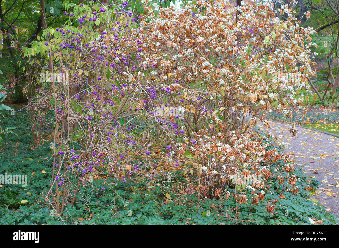 Beautyberry Strauch mit herbstlichen Beeren Callicarpa japonica Stockfoto