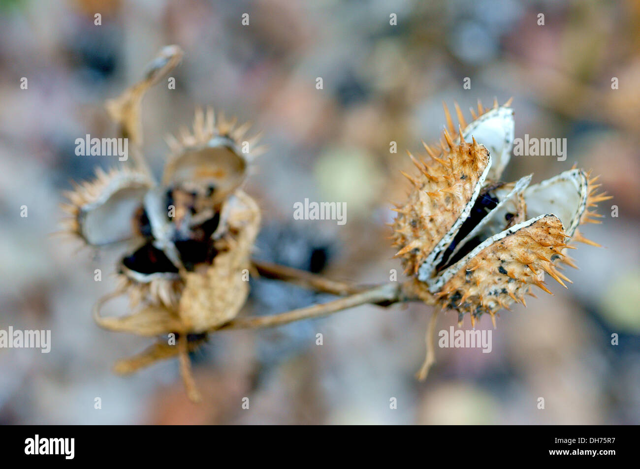 Jimson Weed Datura Stramonium Samen Kopf Stockfoto