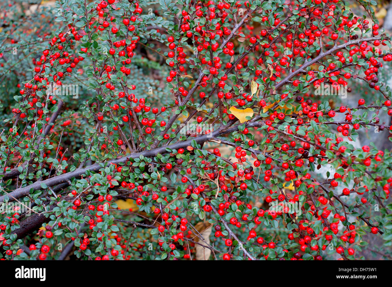 Zwergmispel Horizontalis Strauch rot Herbst Beeren Stockfoto