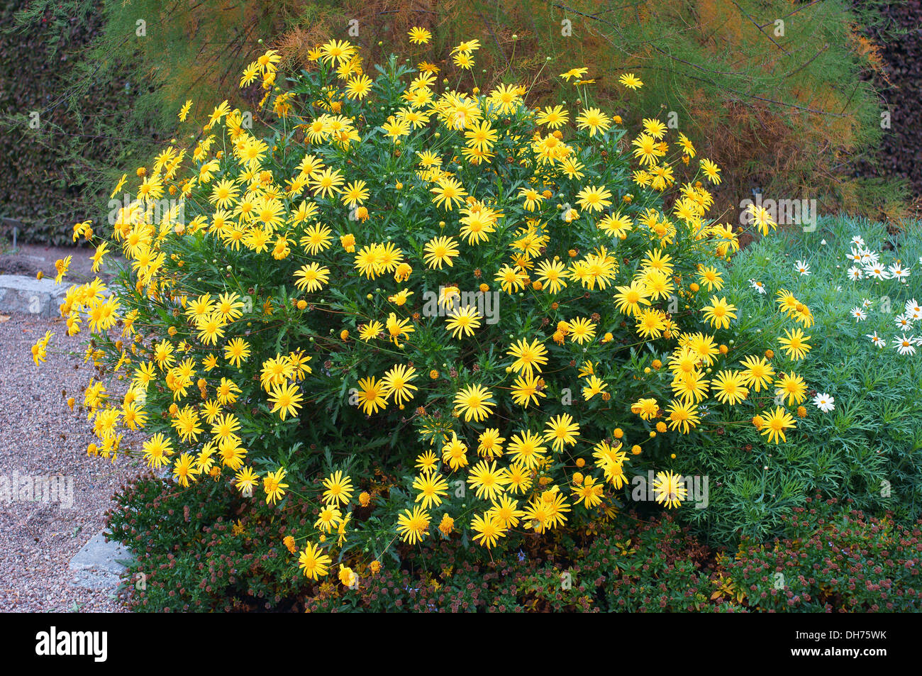 Argyranthemum Blüten blühen in einem großen Cluster Marguerite, Marguerite Daisy, Dill daisy Stockfoto