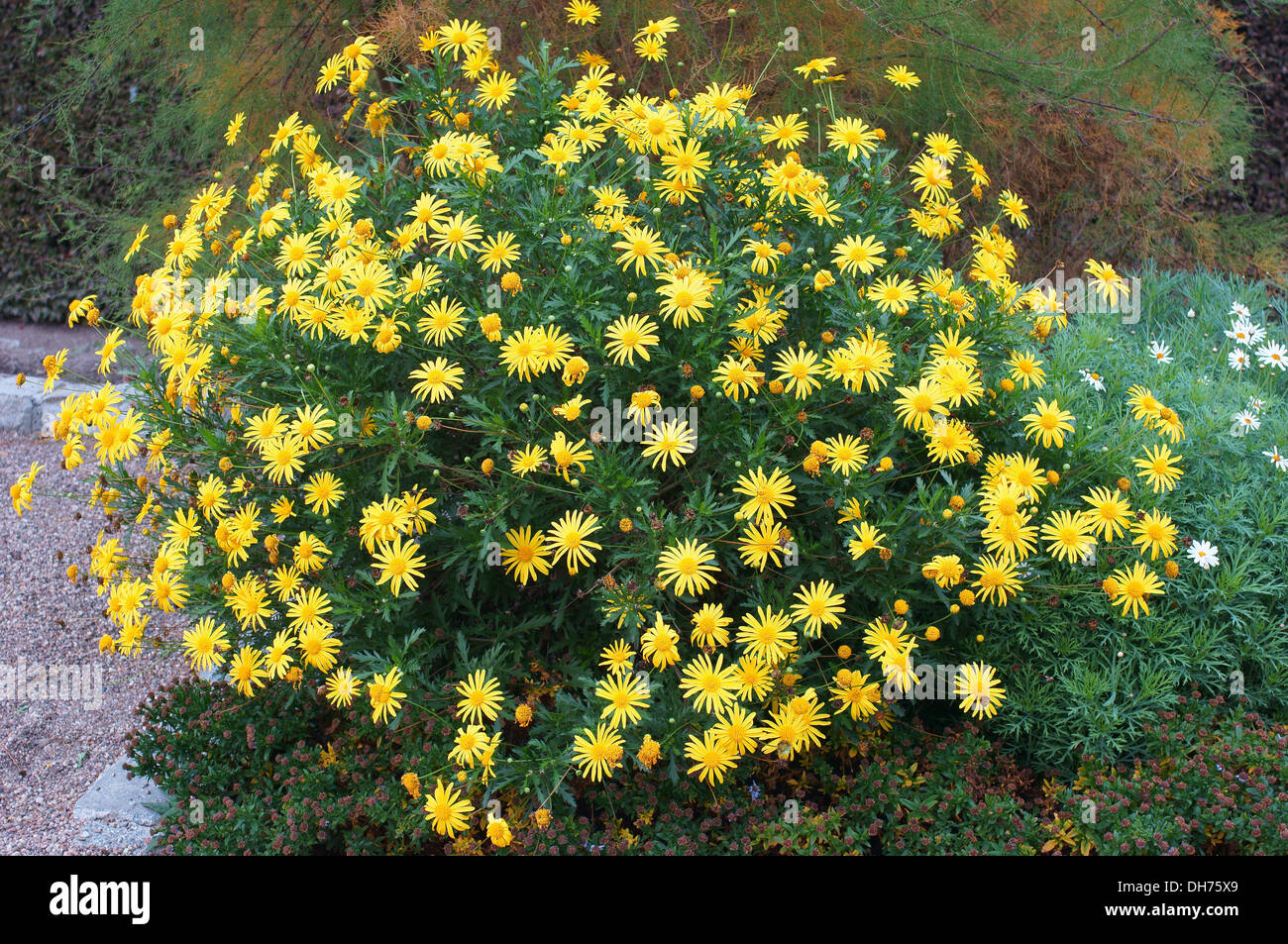 Argyranthemum Blüten blühen in einem großen Cluster Marguerite, Marguerite Daisy, Dill daisy Stockfoto
