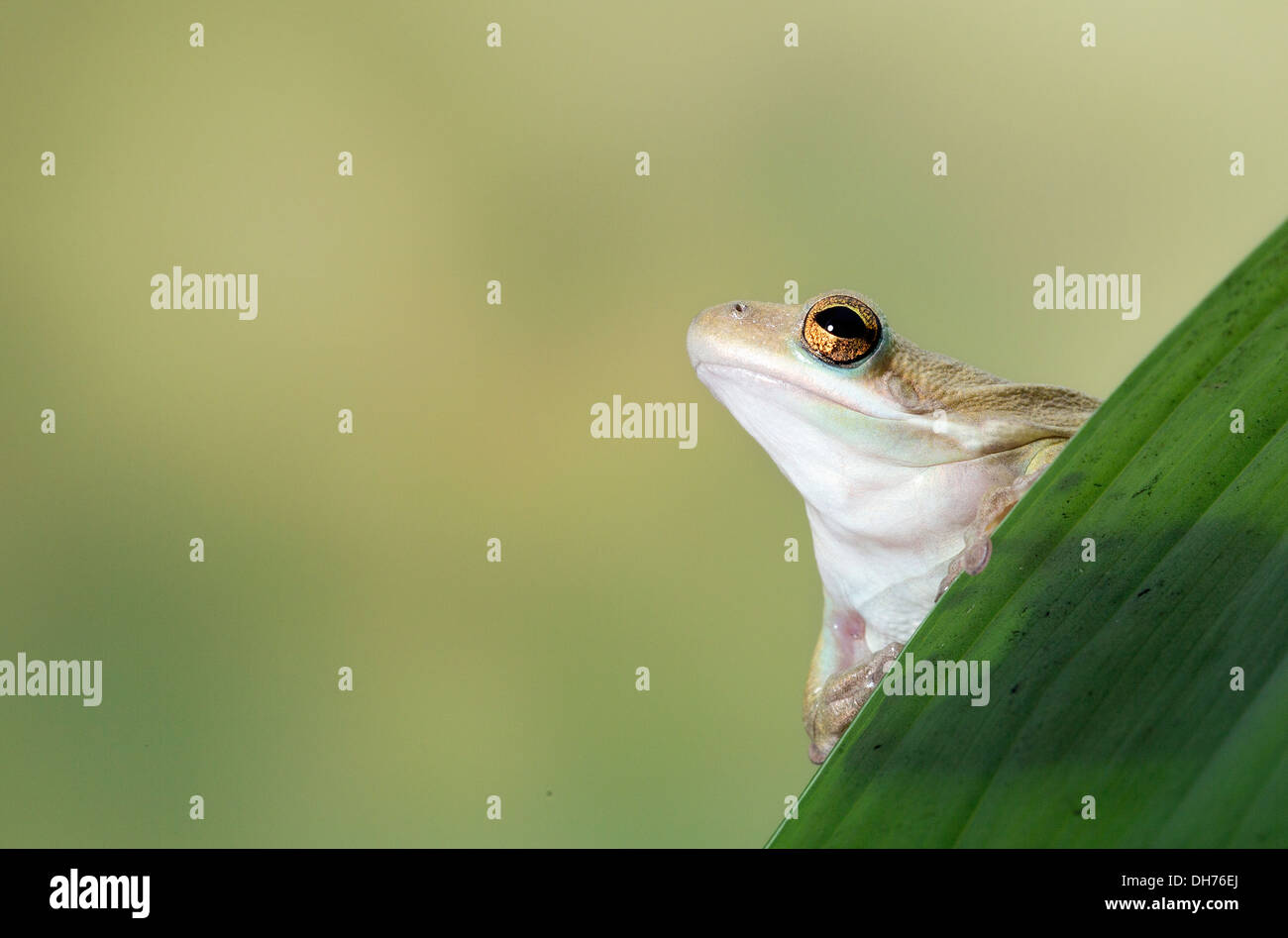 Amerikanischen grünen Laubfrosch Stockfoto