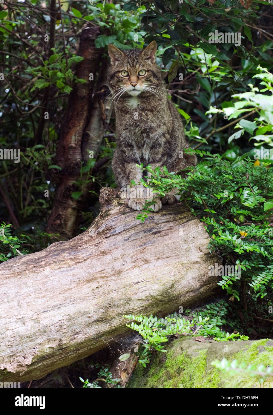 Europäische Wildkatze (Felis Silvestris Silvestris) sitzen auf einem Baumstamm. Stockfoto