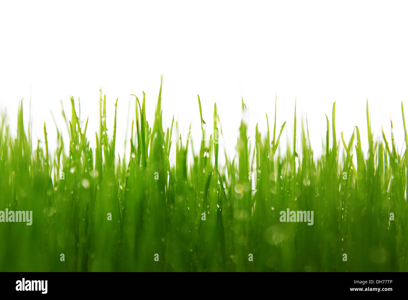 Wiese, grüne Wiese mit weißem Hintergrund Stockfoto
