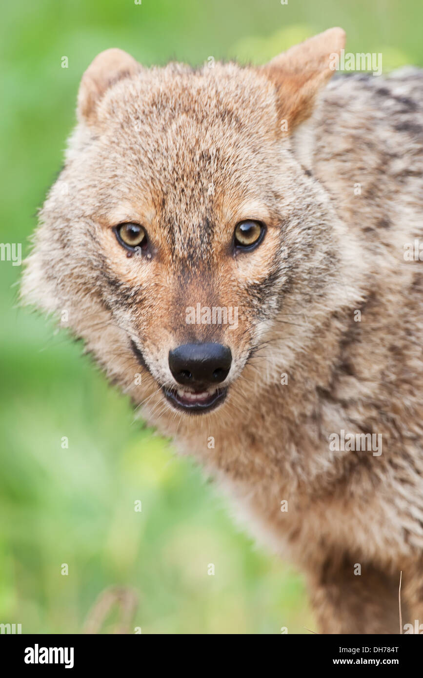 Goldschakal Canis Aureus, Schakal, Stockfoto