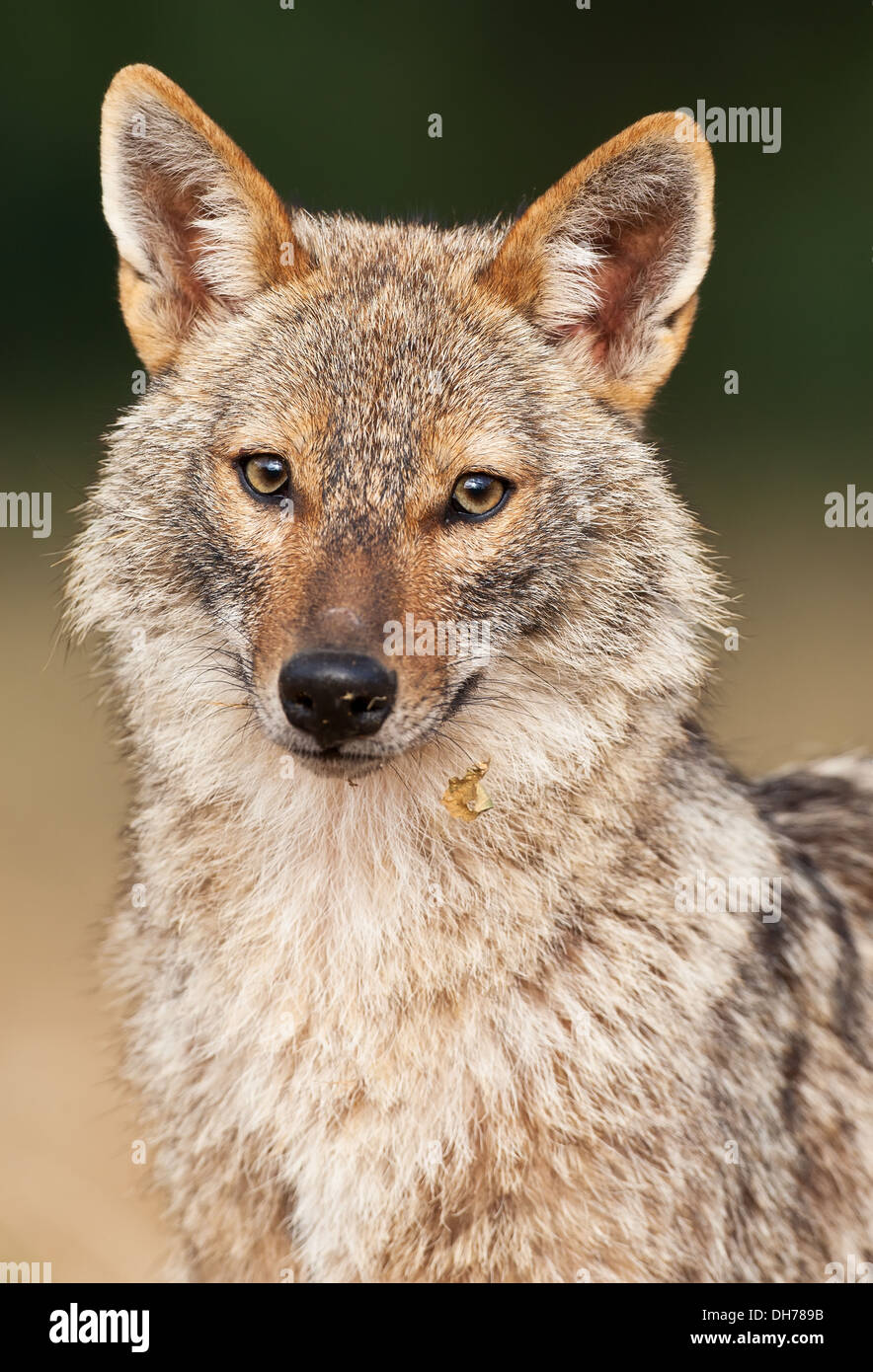 Goldschakal Canis Aureus, Schakal, Stockfoto