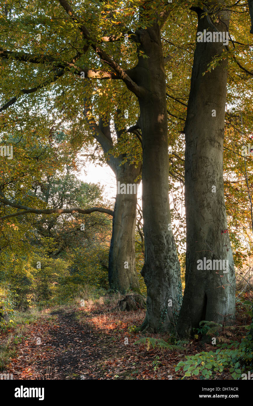 Ein Buchenwald im Herbst, Papageien Drumble Nature Reserve, Staffordshire, UK Stockfoto