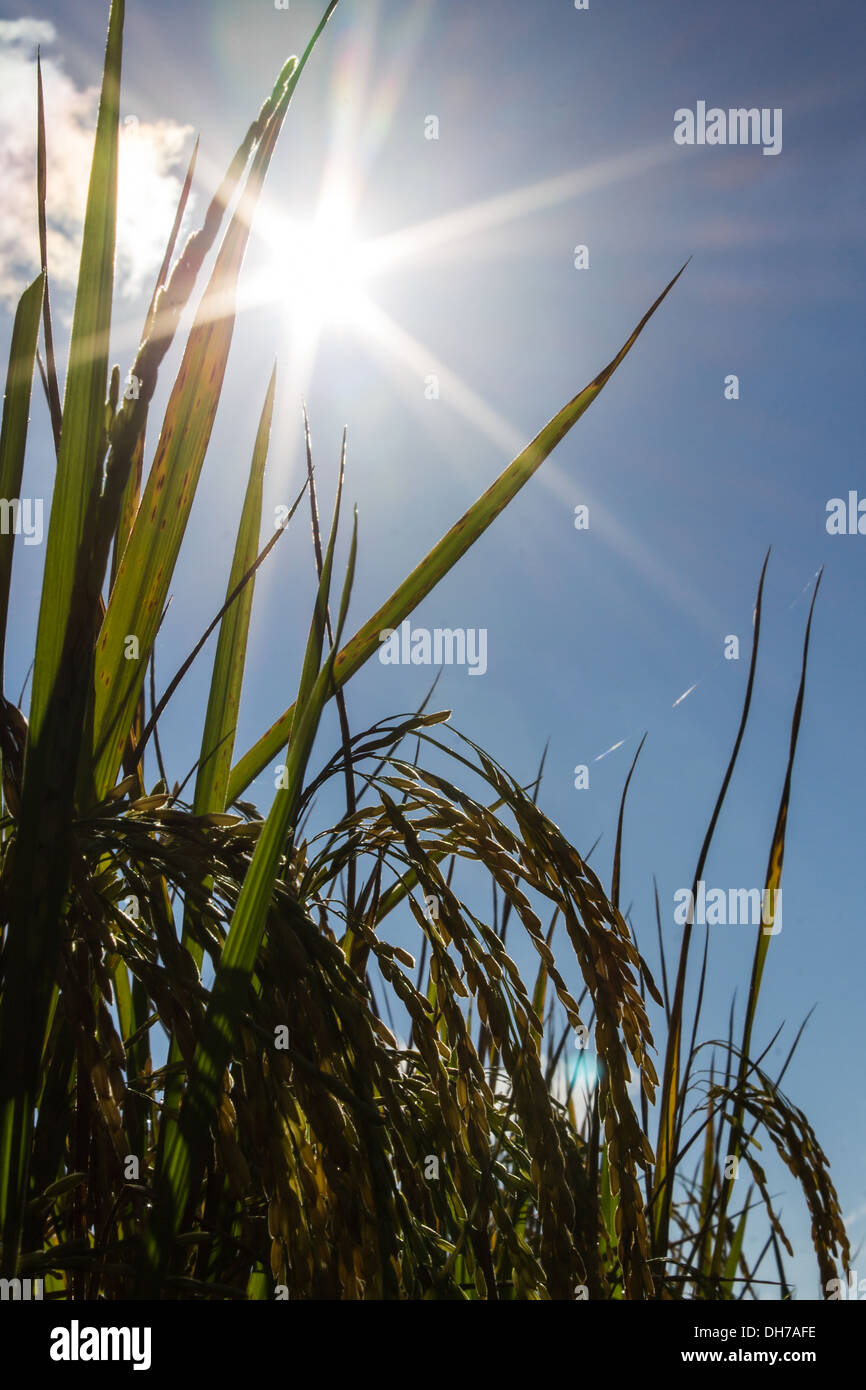 Reisernte im Sonnenschein Stockfoto