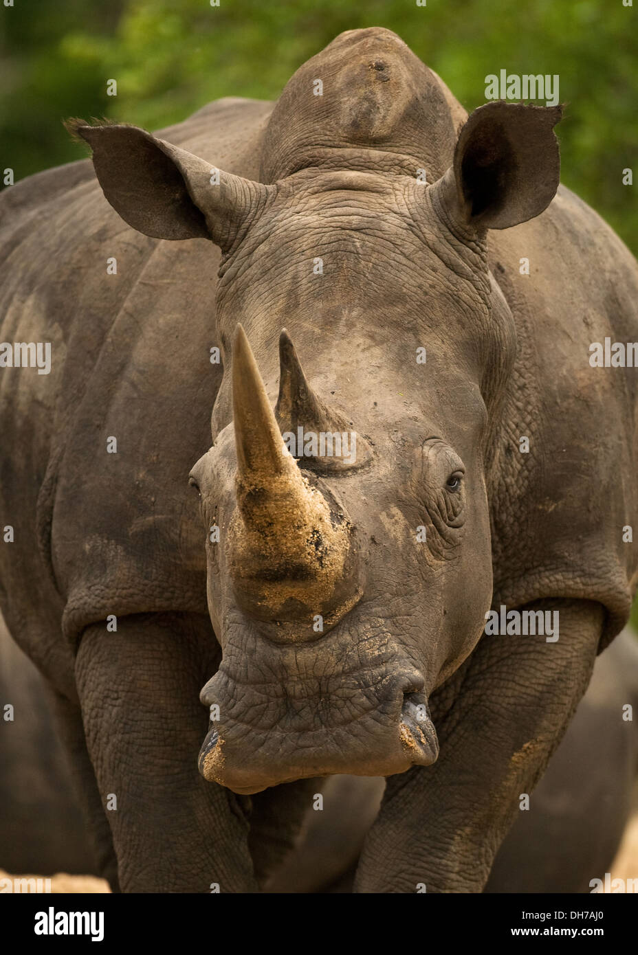 Rhino, Weißes Nashorn, Rhinozeros, Big 5, Stockfoto