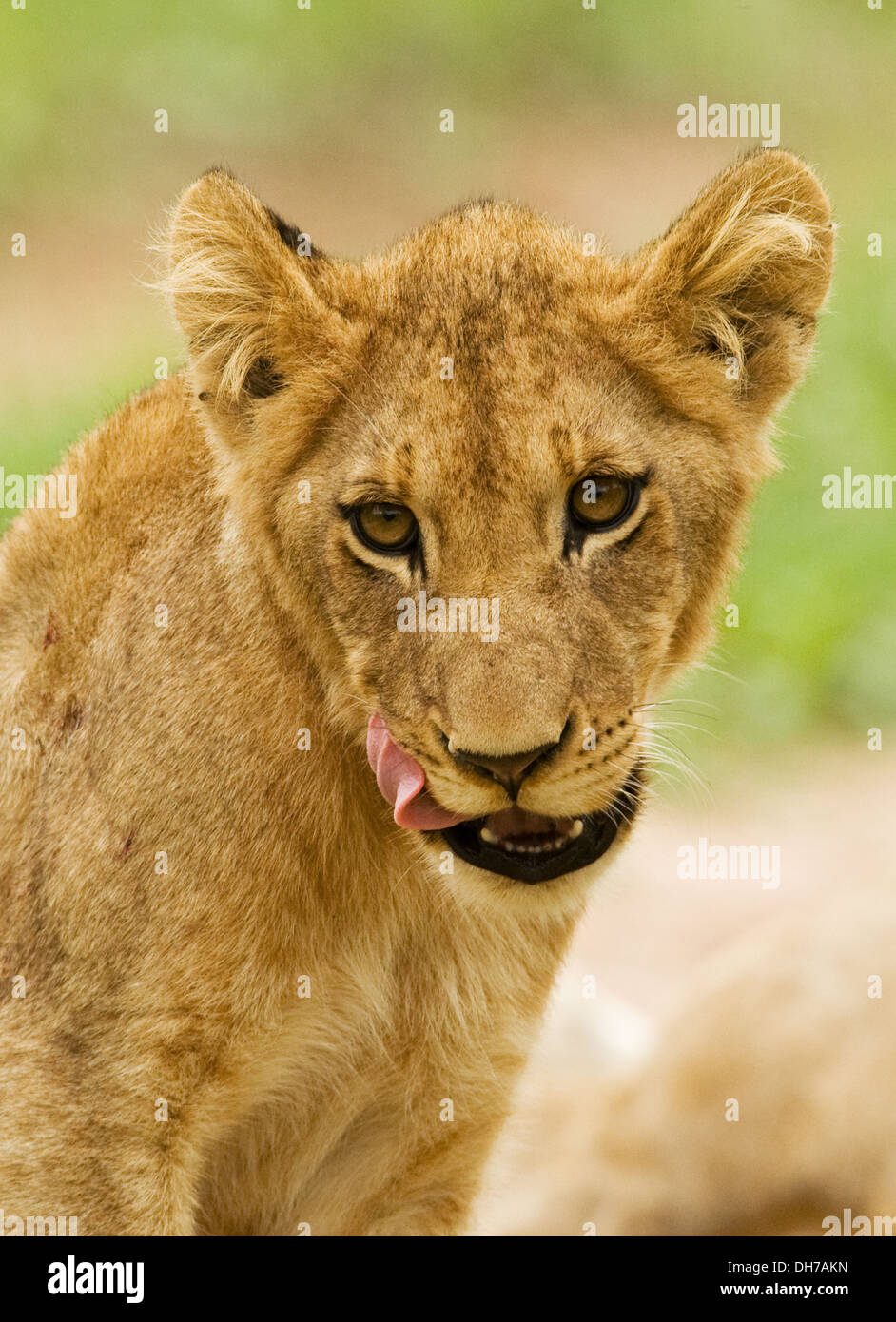 Löwe, big 5, Panthera Leo, Stockfoto