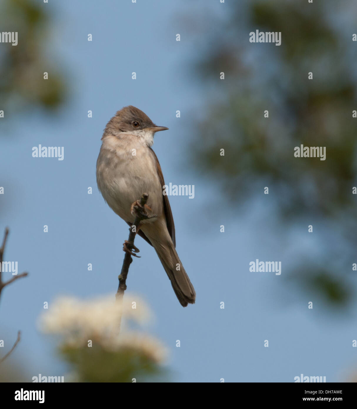 gemeinsamen Whitethroat auf Weißdorn Stockfoto