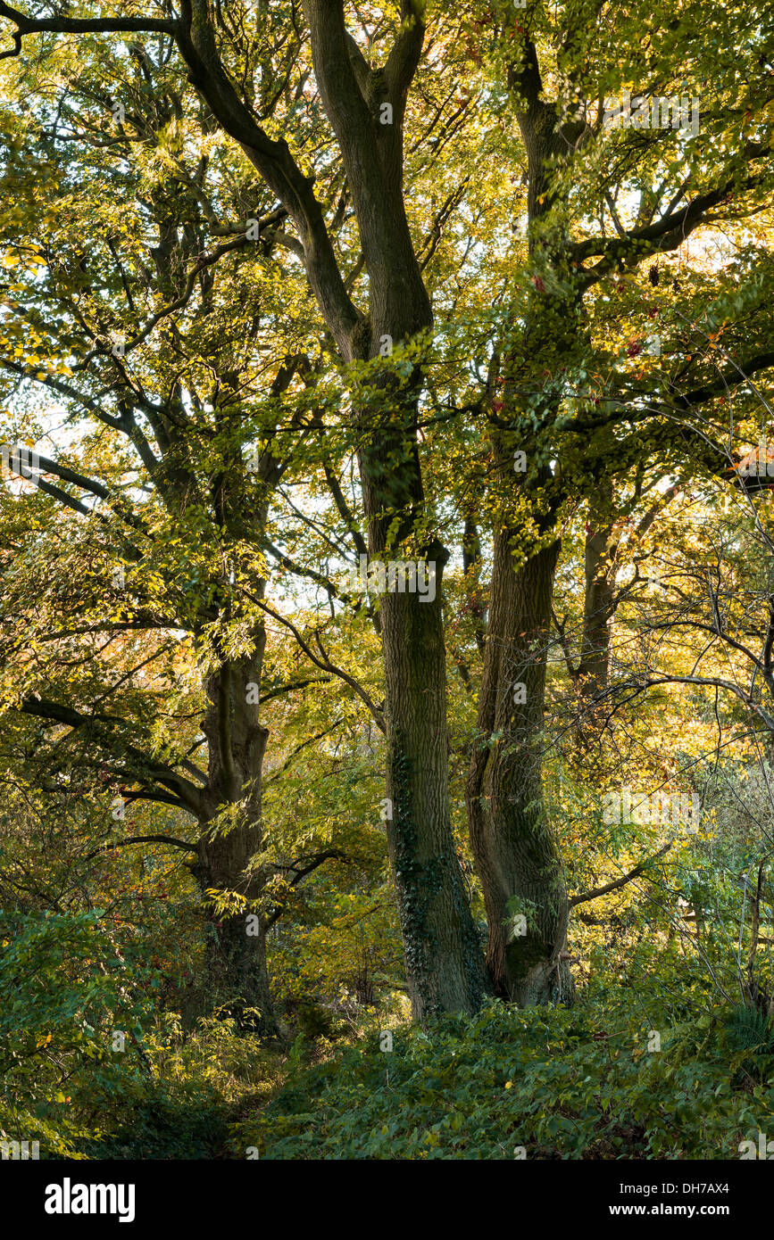 Ein Buchenwald im Herbst, Papageien Drumble Nature Reserve, Staffordshire, UK Stockfoto