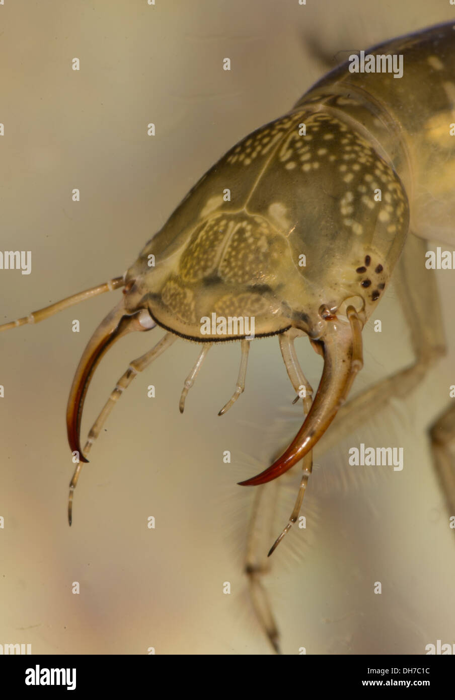 Eine große Diving Käferlarve hautnah unter Wasser.  In einem fotografischen Aquarium genommen und zurück in die Wildnis unverletzt Stockfoto