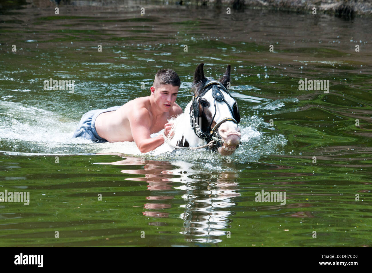 Reisende, die ihre Pferde bei der jährlichen Appleby anzeigen Pferd Messe, Cumbria, UK Stockfoto