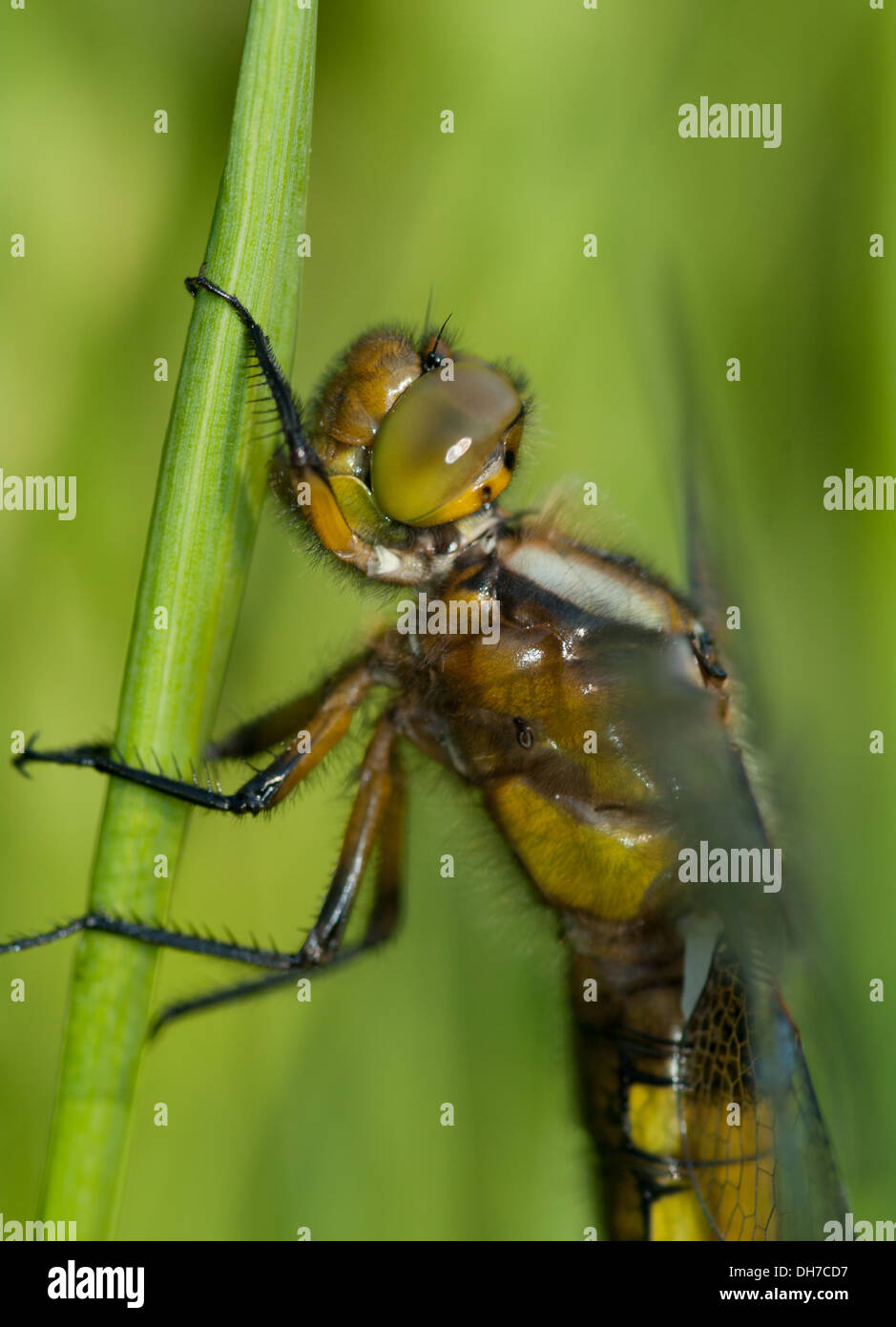 Nahaufnahme eine kürzlich aufgetauchten breiten Körper Chaser-Libelle Stockfoto