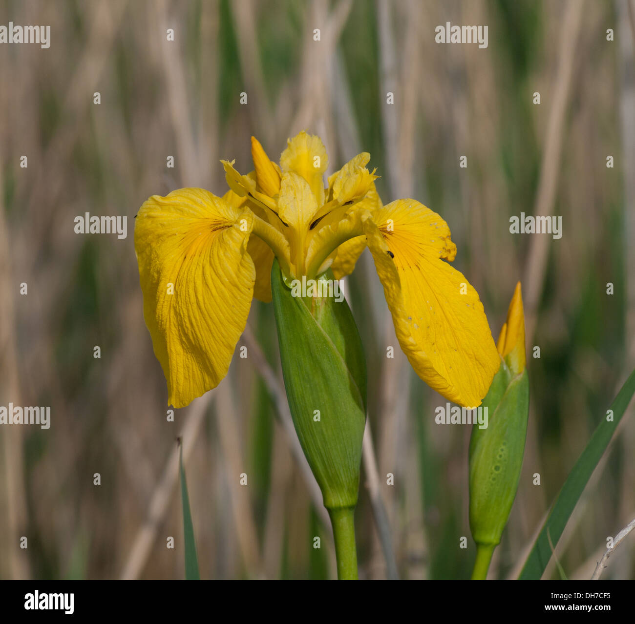 Gelbe Flagge Iris Blume Stockfoto