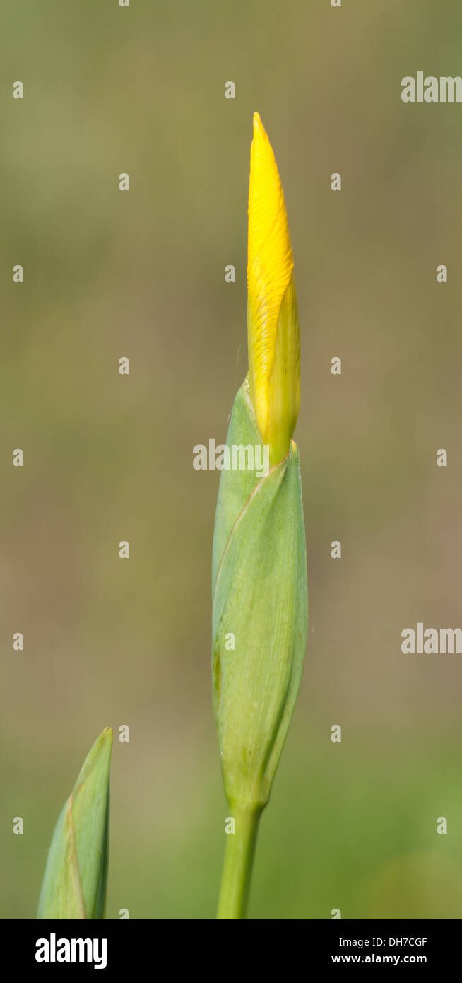 Gelbe Flagge Iris Blütenknospe Stockfoto