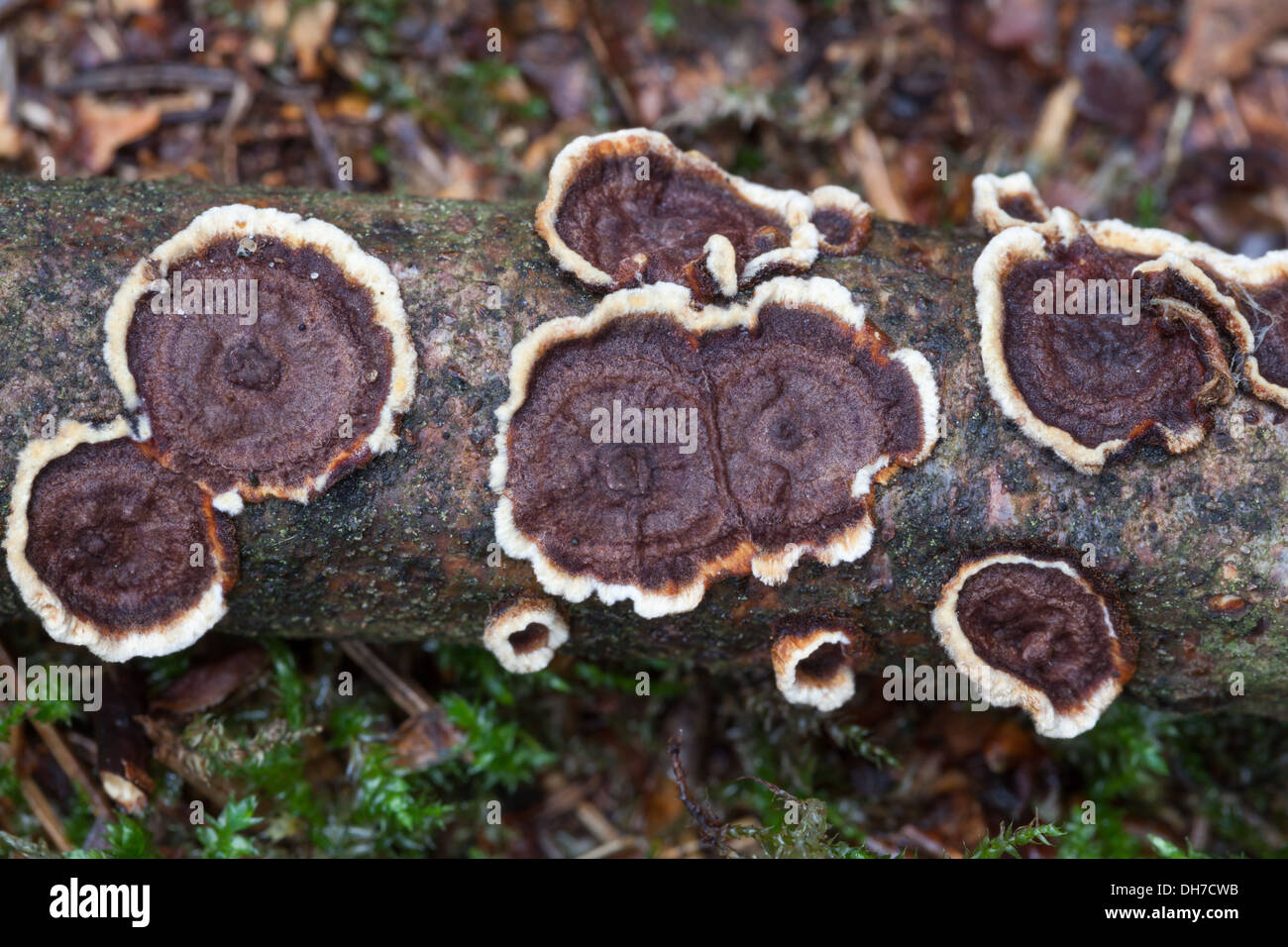 Im Herbst Pilze Stockfoto