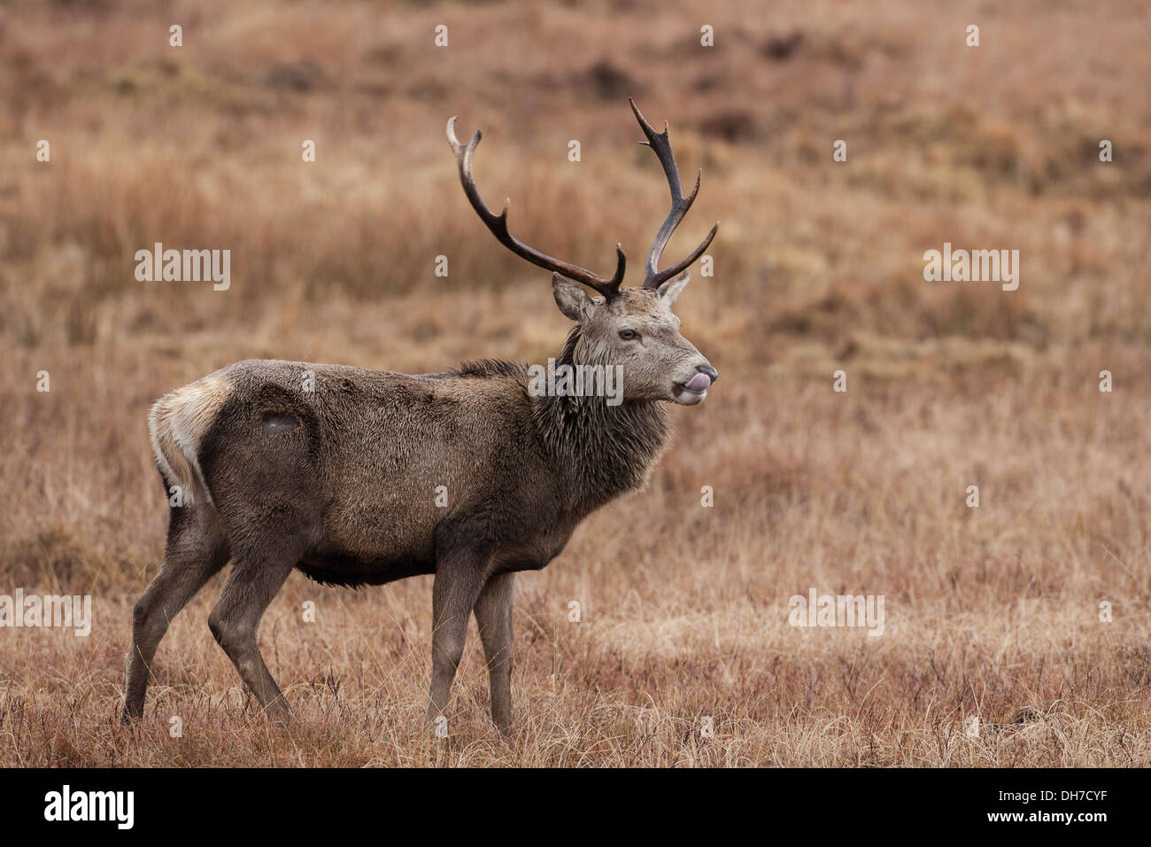 Männliche Rothirsch (Cervus Elaphus) Hirsch auf der majestätischen und dominant Suche stand im Bracken in Herbst Brunft. Isle of Mull, Schottland. Stockfoto