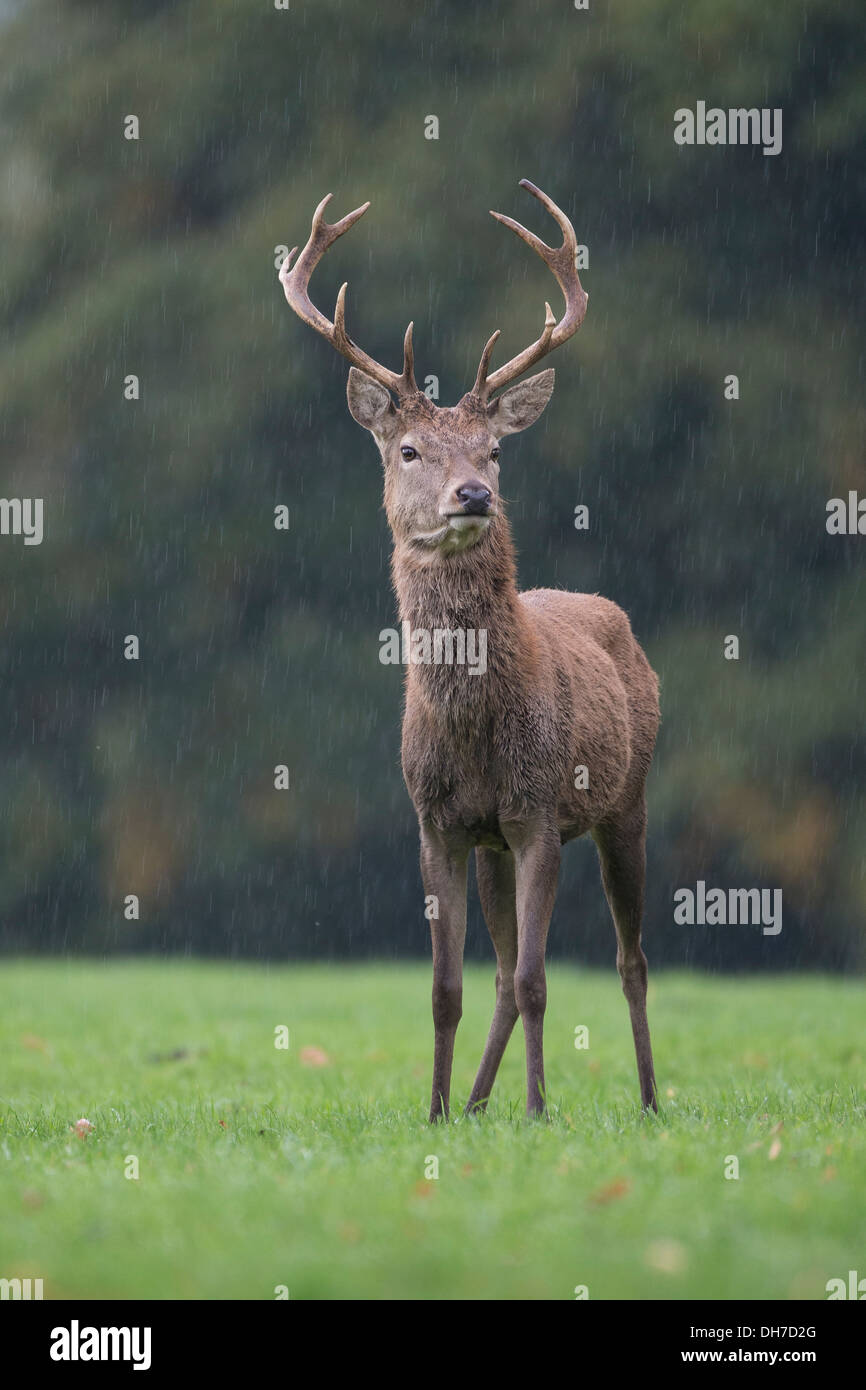 Männliche Rothirsch (Cervus Elaphus) Hirsch in Herbst Brunft. Studley Royal, North Yorkshire, Großbritannien Stockfoto