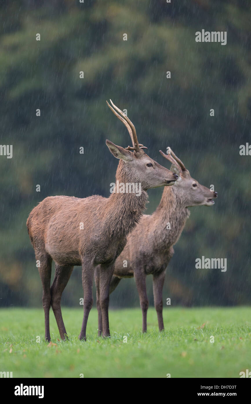 Männliche Rothirsch (Cervus Elaphus) Hirsche - rut Jungtiere im Herbst. Studley Royal, North Yorkshire, Großbritannien Stockfoto