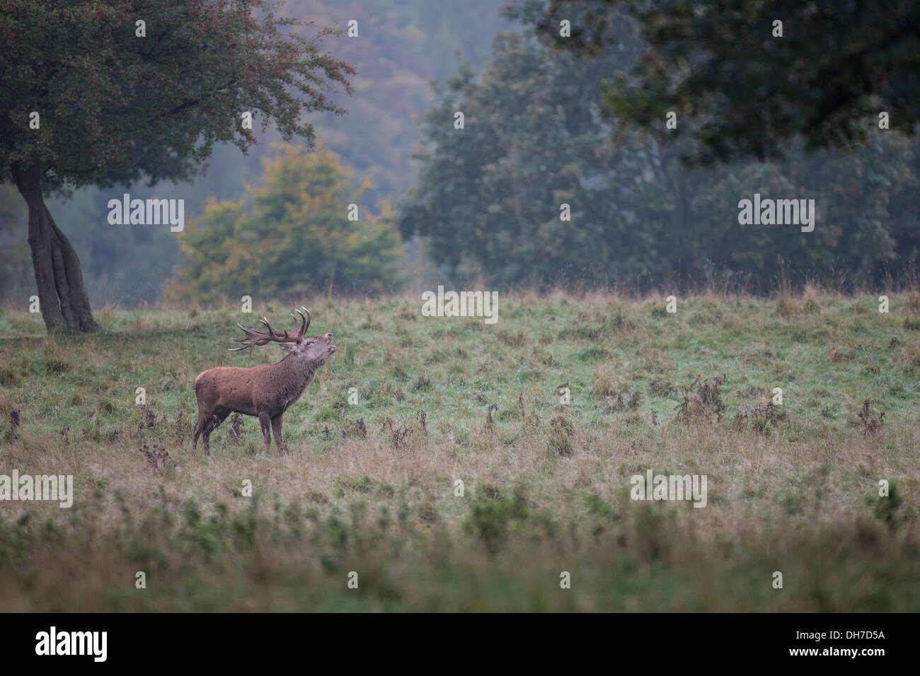 Männliche Rothirsch (Cervus Elaphus) Hirsch brüllen im frühen Morgenlicht. Parklandschaft im Studley Royal, North Yorkshire, Großbritannien Stockfoto