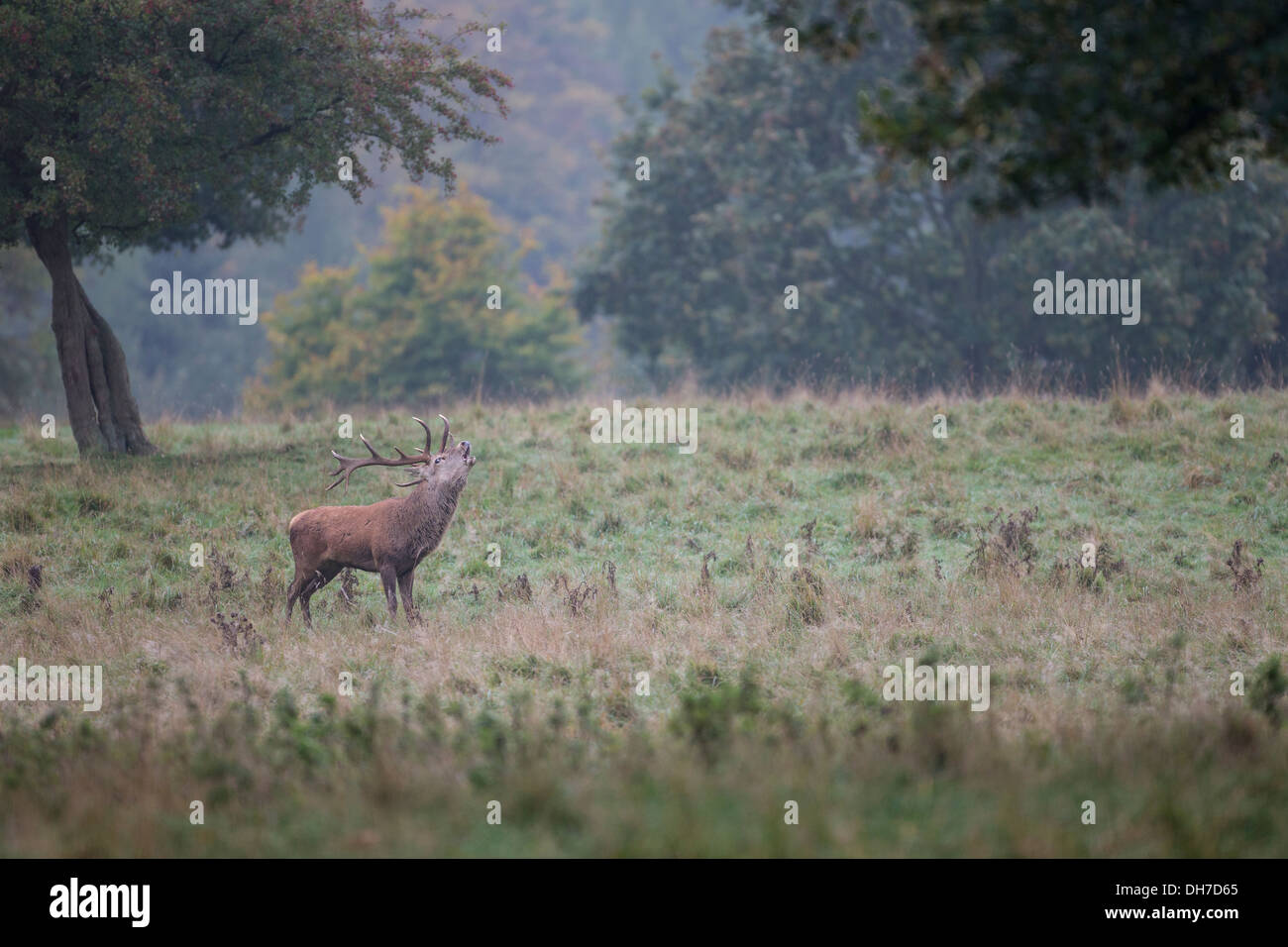 Männliche Rothirsch (Cervus Elaphus) Hirsch brüllen im frühen Morgenlicht. Parklandschaft im Studley Royal, North Yorkshire, Großbritannien Stockfoto