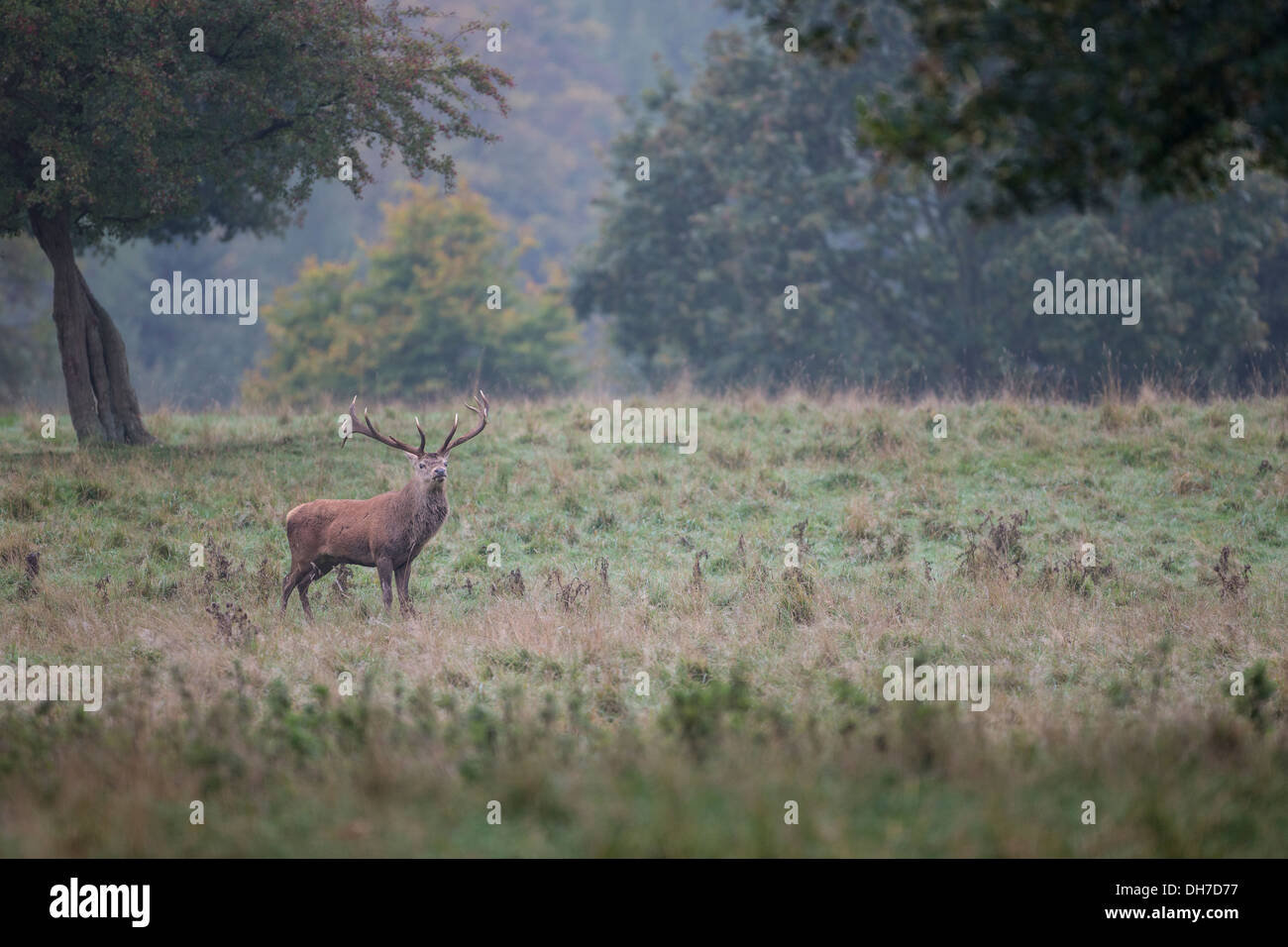 Männliche Rothirsch (Cervus Elaphus) Hirsch im frühen Morgenlicht. Parklandschaft im Studley Royal, North Yorkshire, Großbritannien Stockfoto