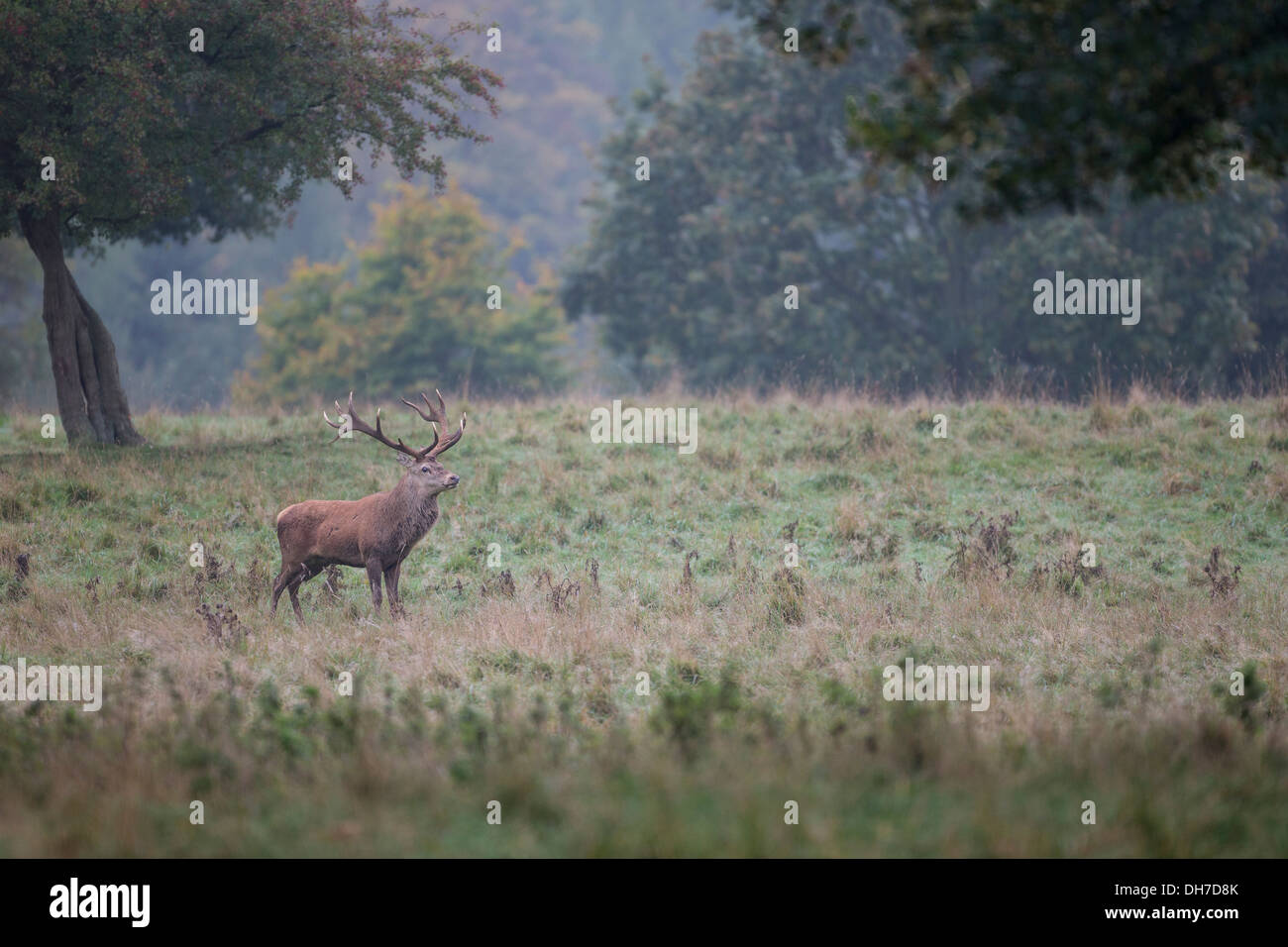 Männliche Rothirsch (Cervus Elaphus) Hirsch im frühen Morgenlicht. Parklandschaft im Studley Royal, North Yorkshire, Großbritannien Stockfoto