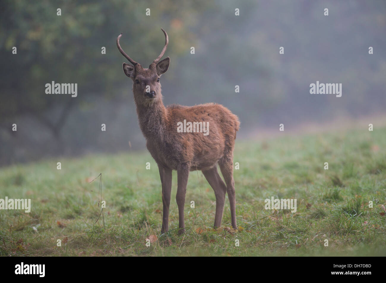 Juvenile männliche Rothirsch (Cervus Elaphus) Hirsch in Herbst Brunft. Studley Royal, North Yorkshire, Großbritannien Stockfoto