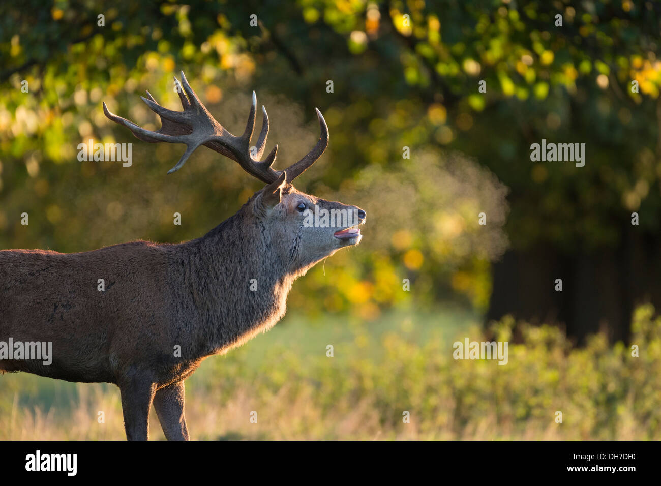 Männliche Rothirsch (Cervus Elaphus) Hirsch Ausatmen Kalter Atem im frühen Morgenlicht. Studley Royal, North Yorkshire, Großbritannien Stockfoto