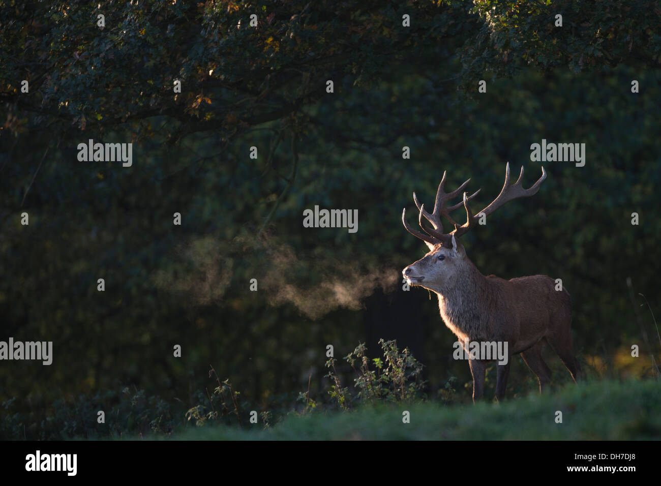 Männliche Rothirsch (Cervus Elaphus) Hirsch im frühen Morgenlicht. mit kalten Atem. Studley Royal, North Yorkshire, Großbritannien Stockfoto