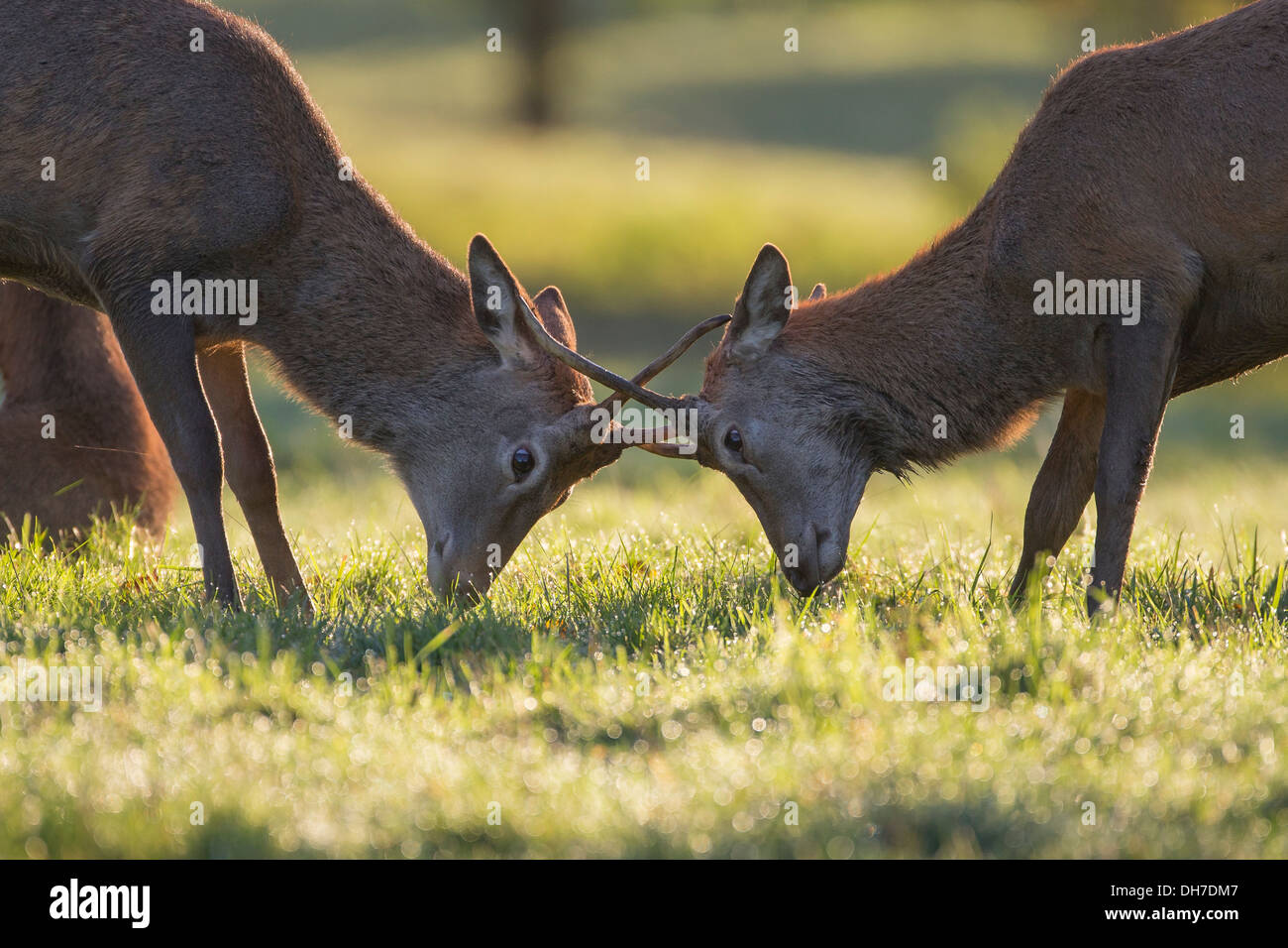 Juvenile männliche Rothirsch (Cervus Elaphus) Hirsch Geweih während Herbst Brunft sperren. Studley Royal, North Yorkshire, Großbritannien Stockfoto