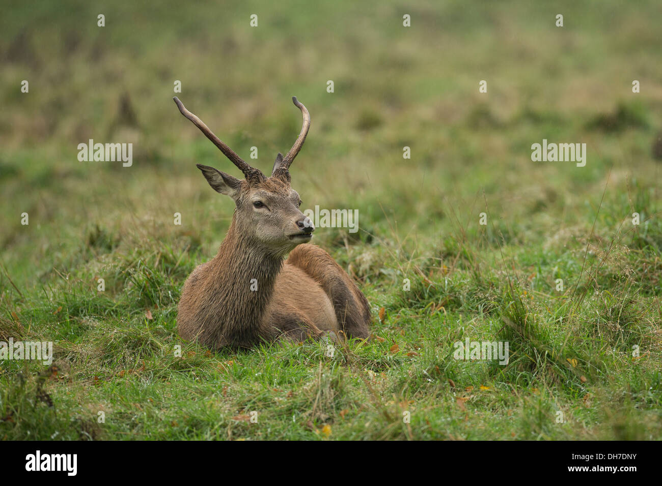 Juvenile männliche Rothirsch (Cervus Elaphus) Hirsch in Herbst Brunft. Studley Royal, North Yorkshire, Großbritannien Stockfoto