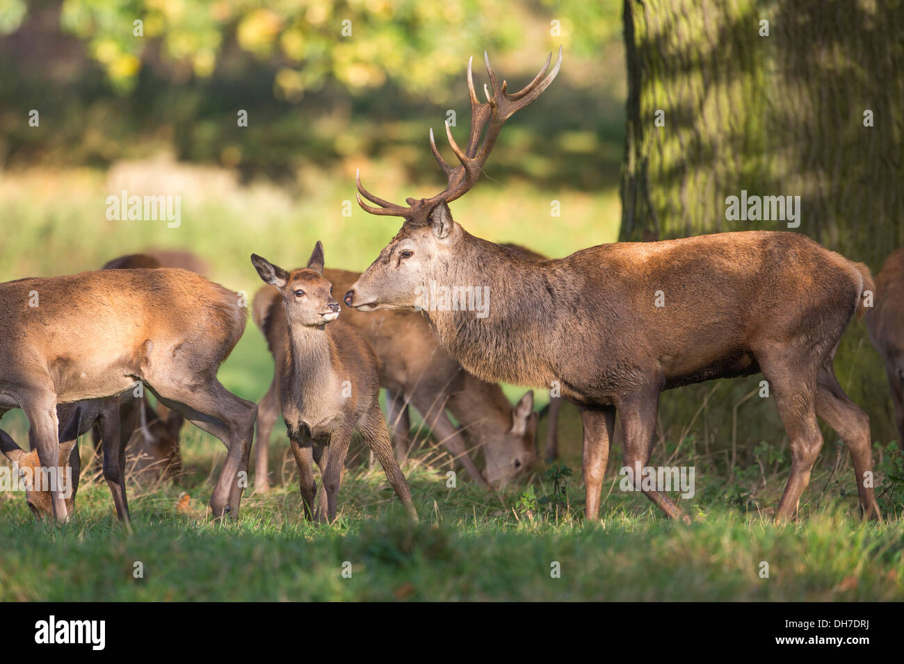 Männliche Rothirsch (Cervus Elaphus) Hirsch Jagd nach weiblichen Hinds während Herbst Brunft Studley Royal, North Yorkshire, UK Stockfoto