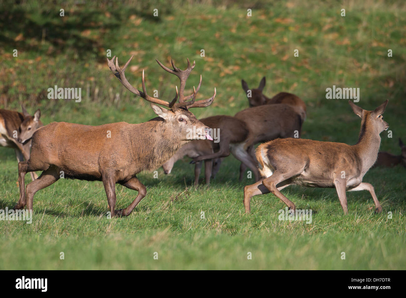 Männliche Rothirsch (Cervus Elaphus) Hirsch Jagd nach weiblichen Hinds. Flehmen Antwort im Herbst rut Studley Royal, North Yorkshire, UK Stockfoto