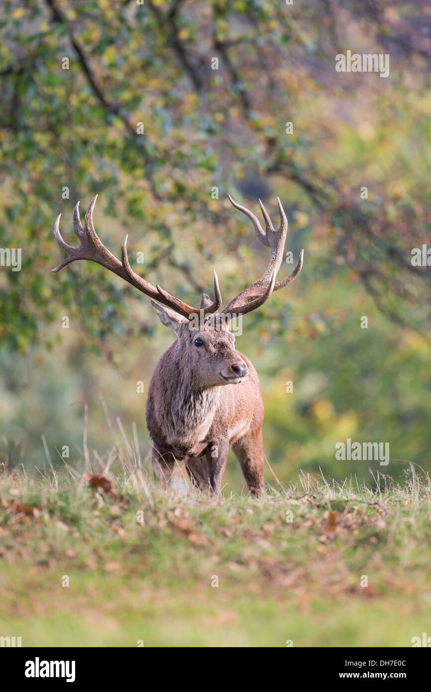 Männliche Rothirsch (Cervus Elaphus) Hirsch in Herbst Brunft. Studley Royal, North Yorkshire, Großbritannien Stockfoto