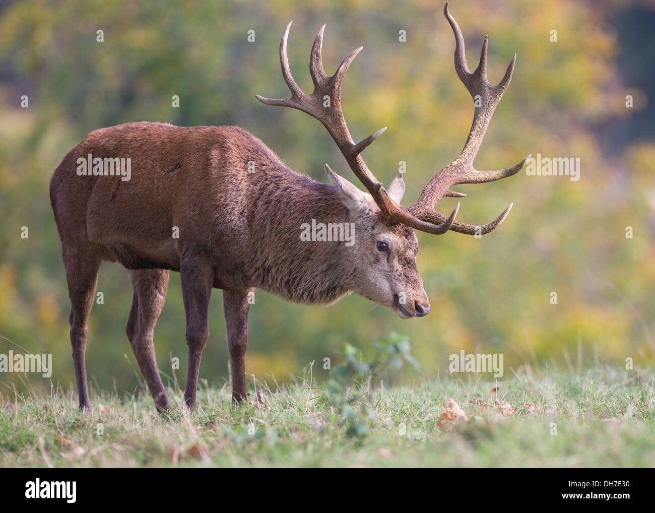 Männliche Rothirsch (Cervus Elaphus) Hirsch in Herbst Brunft. Studley Royal, North Yorkshire, Großbritannien Stockfoto